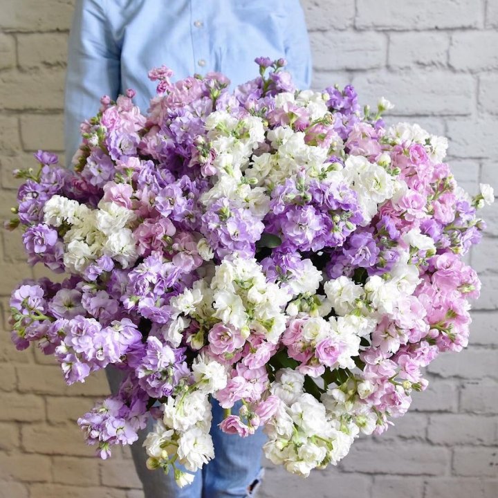 Облако маттиол в Балаково