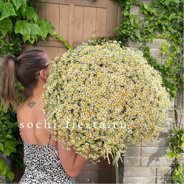 101 ромашка в Балаково