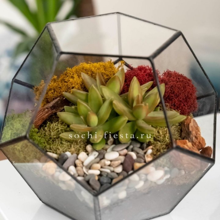 Флорариум “Додекаэдр” с суккулентом Седум в Балаково