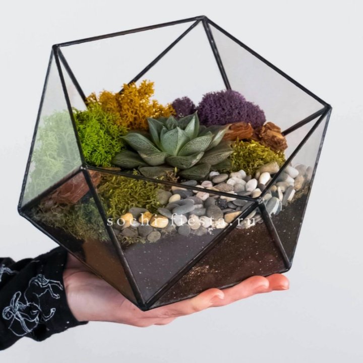 Флорариум “Икосаэдр” с суккулентом Каменная Роза в Балаково