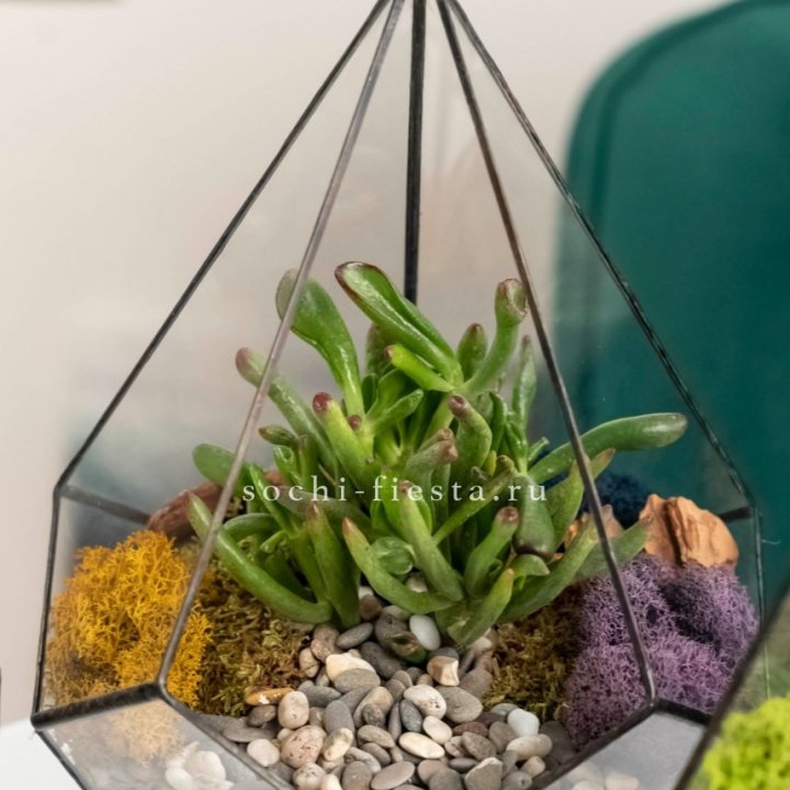 Флорариум “Капля” с суккулентом Крассула Хоббит в Балаково
