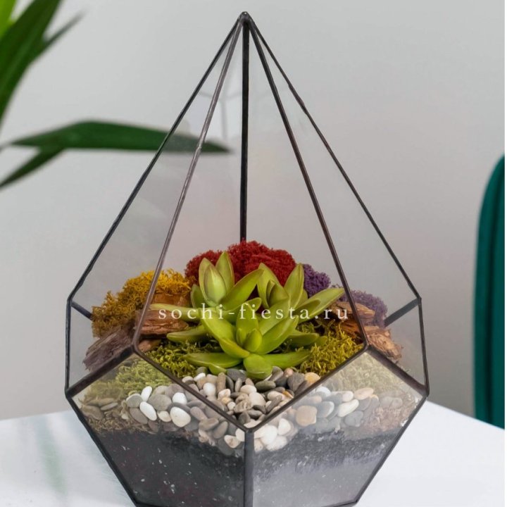 Флорариум Капля с суккулентом в Балаково