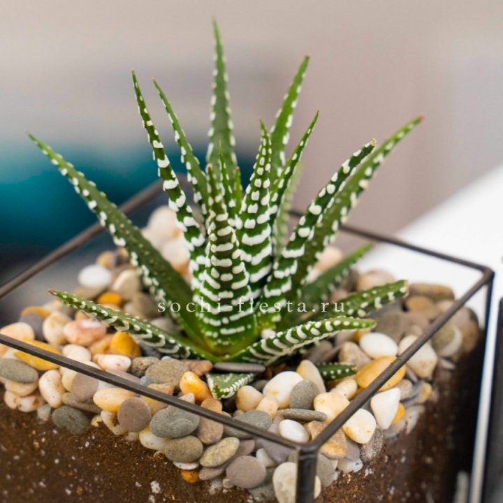 Флорариум Кубик с суккулентом Хавортия в Балаково