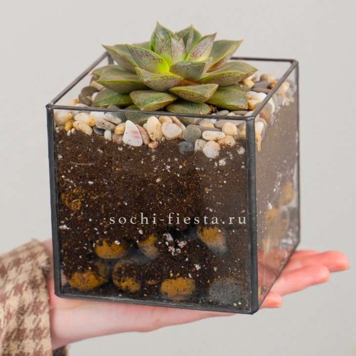 Флорариум Кубик с суккулентом Каменная роза в Балаково