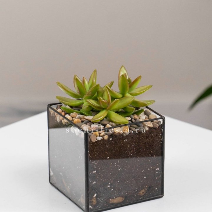Флорариум Кубик с суккулентом Седум в Балаково
