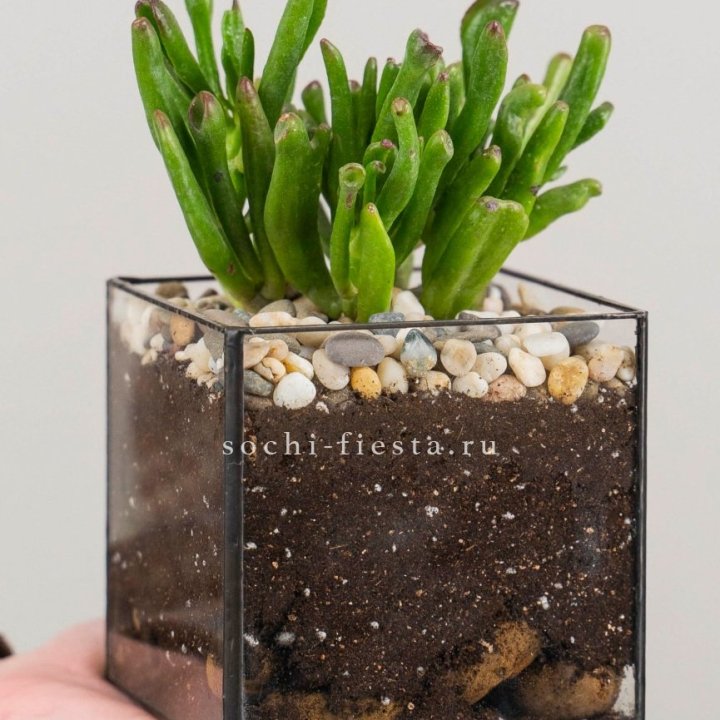 Флорариум Кубик с суккулентом Хоббит в Балаково