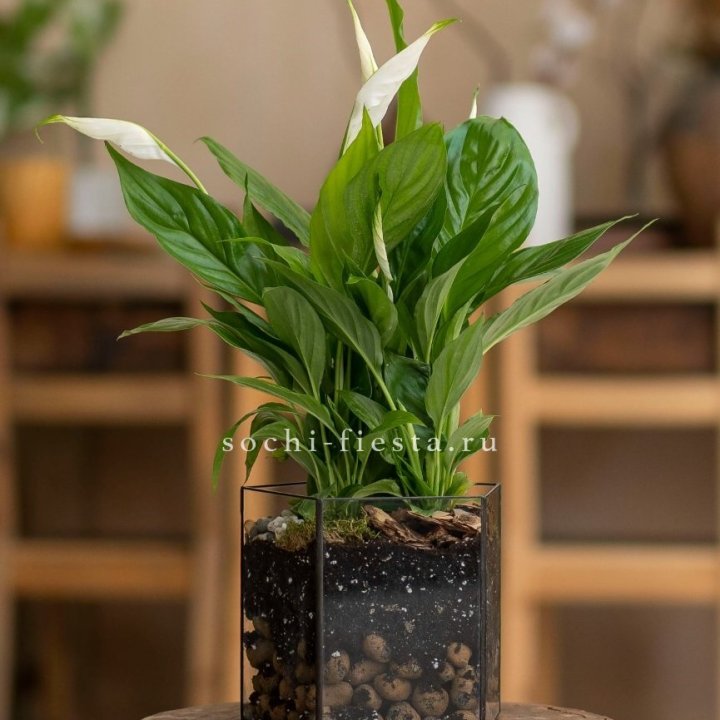 Спатифиллум в кашпо Пятиугольник в Балаково