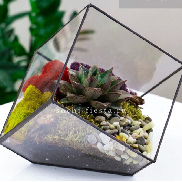 Флорариум Куб усеченный с суккулентом Каменная роза в Балаково