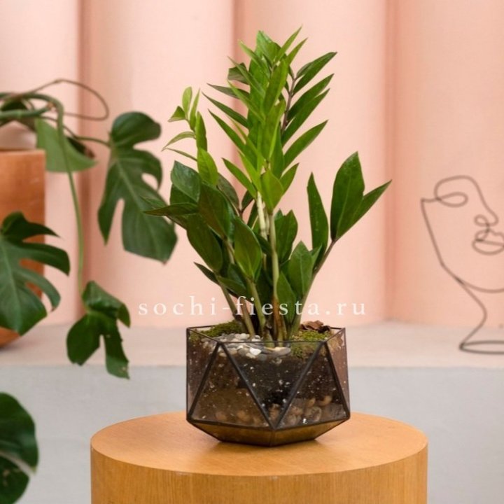 Замиокулькас в кашпо Икосаедр в Балаково