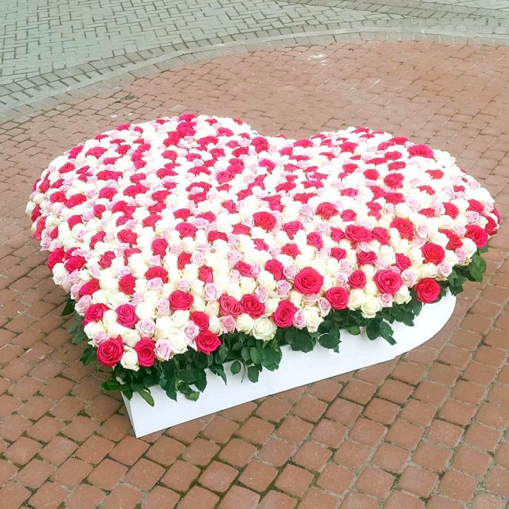 555 роза  в Балаково