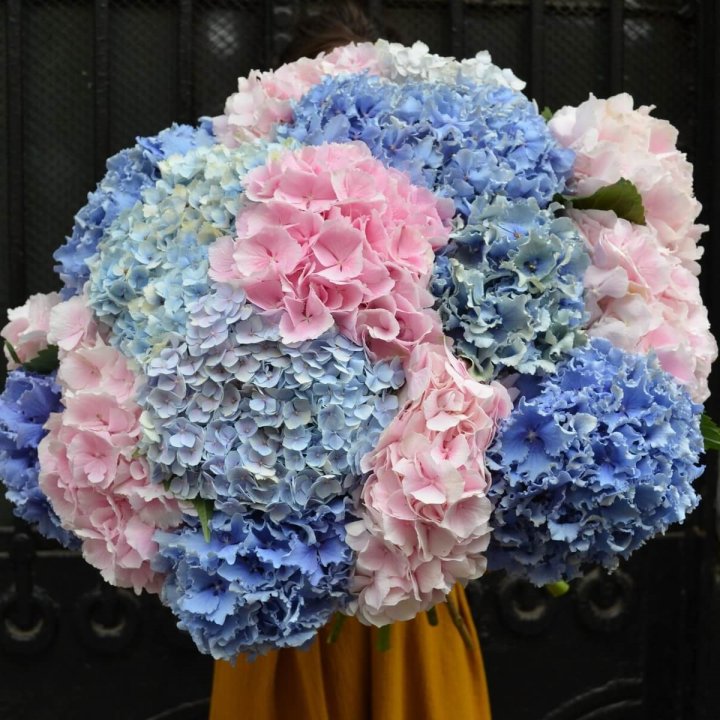 Букет гортензий "Фонтан" в Балаково