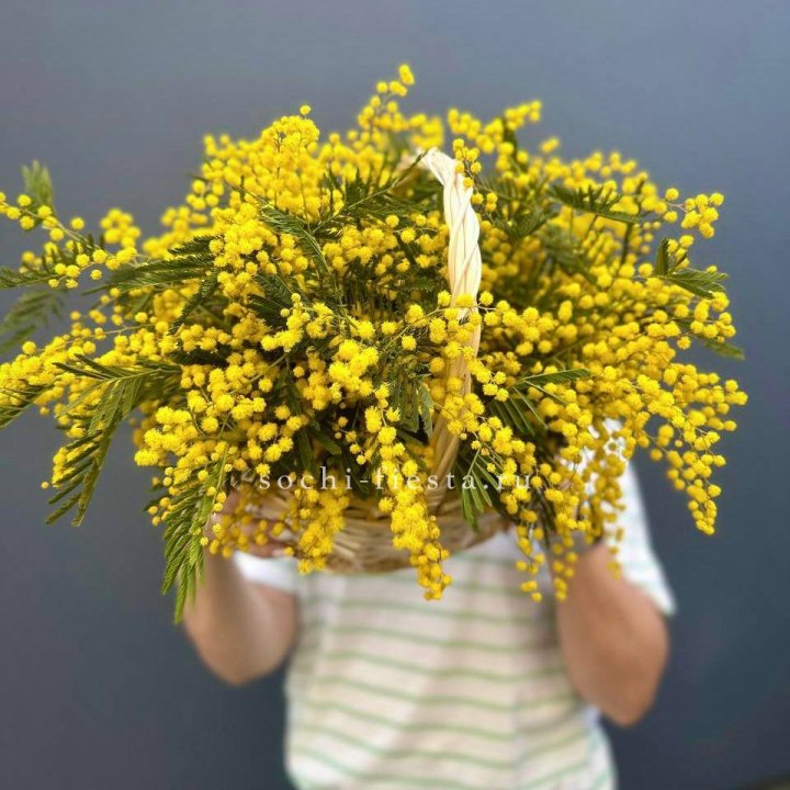 Весенняя корзина мимозы в Балаково