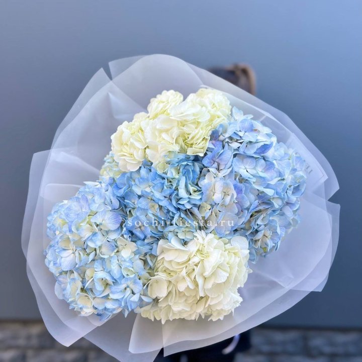 5 бело-голубых гортензий в Балаково