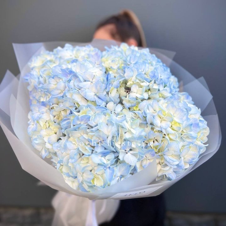 5 голубых гортензий в Балаково