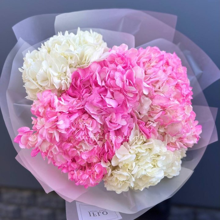 5 бело-розовых гортензий в Балаково