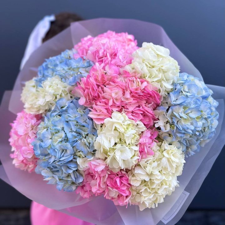 11 гортензий микс в Балаково