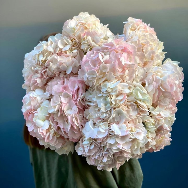 Охапка розовой гортензии в Балаково