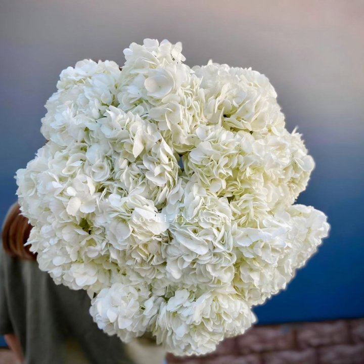Охапка белой гортензии в Балаково