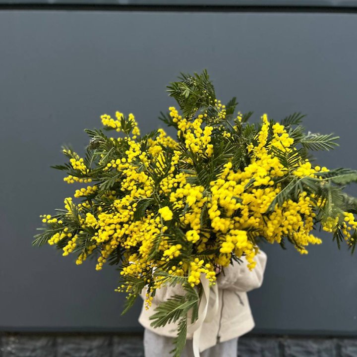 Охопка мимозы в Балаково