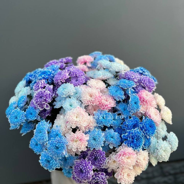 25 цветных хризантем в Балаково