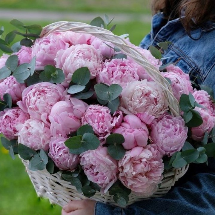 51 пион в корзине в Балаково