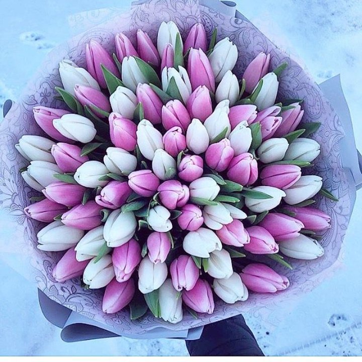 101 тюльпан "Лолипоп" в Балаково